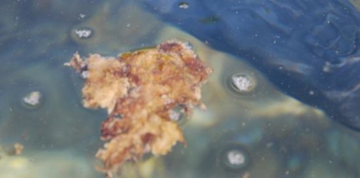 Arpal rileva la fioritura dell'alga Osteopsis Ovata, fase di allerta ma nessun pericolo Arpal rileva la fioritura dell'alga Osteopsis Ovata, fase di allerta ma nessun pericolo