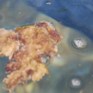 Arpal rileva la fioritura dell'alga Osteopsis Ovata, fase di allerta ma nessun pericolo Arpal rileva la fioritura dell'alga Osteopsis Ovata, fase di allerta ma nessun pericolo