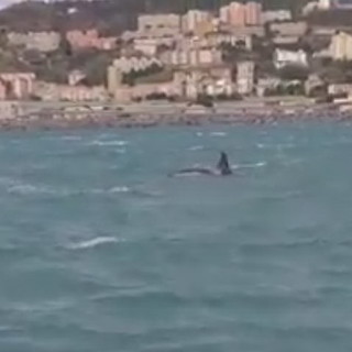 É morto il piccolo di orca avvistato nei giorni scorsi nel golfo di Genova: l'annuncio del Tethys Research Institute