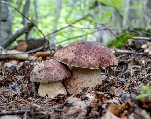 Spotorno, alla scoperta del regno dei funghi con Nicolò Oppicelli: tra natura, scienza e curiosità