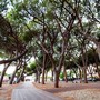 Plastic Free sbarca a Ceriale: sabato 24 ottobre un appuntamento per la pulizia ambientale Plastic Free sbarca a Ceriale: sabato 24 ottobre un appuntamento per la pulizia ambientale
