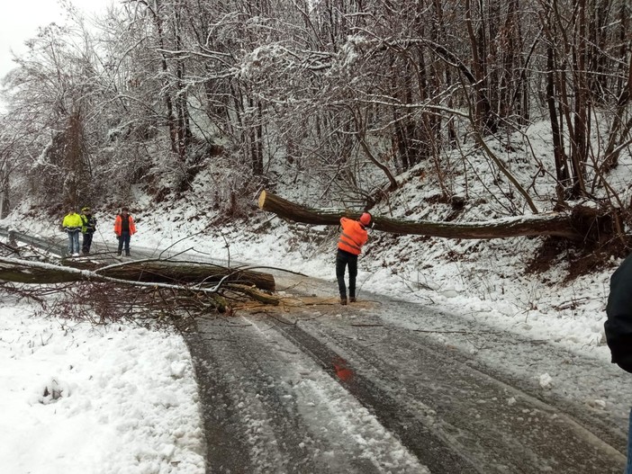 Plodio: la neve fa cadere rami e piante, la Protezione civile libera le strade (FOTO e VIDEO)