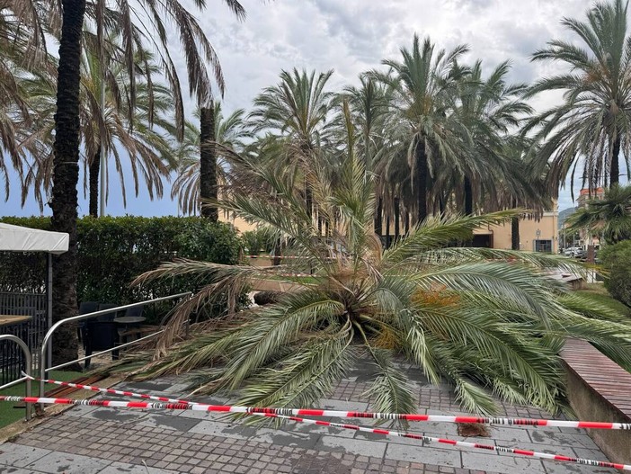 Loano, crolla una palma dopo il maltempo: il Comune accelera gli abbattimenti delle piante a rischio