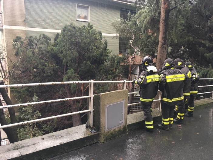 Attimi di paura a Varazze: un pino si abbatte sulla facciata di una palazzina