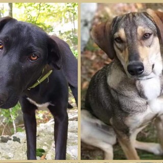 Albenga: Flavio e Selina cercano casa