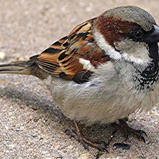 Savona, passerotto resta intrappolato nei locali del centro commerciale "Il Gabbiano": liberato dall'Enpa