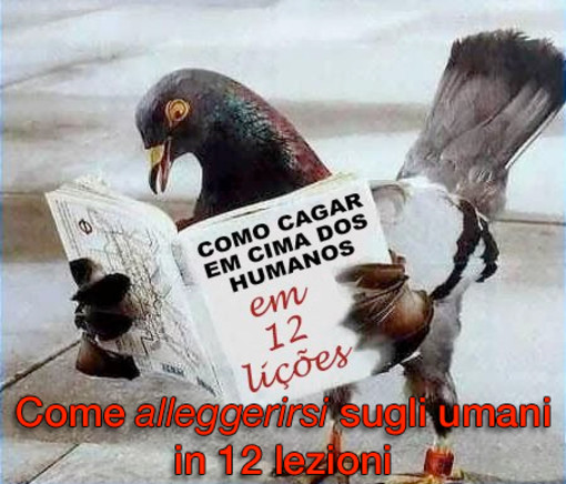 Carcare: scontro sull' "emergenza" piccioni. Il PD attacca il Comune come in un bianco e nero di Hitchcok