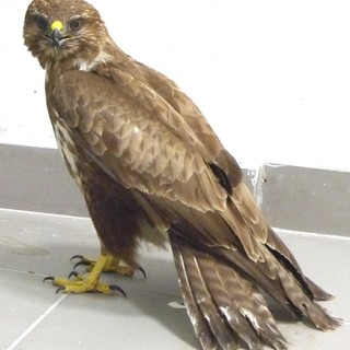 Alassio: una poiana precipita sulla bocciofila