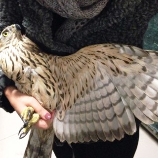 Sorpresa in "flagranza" di reato a mangiare un pollo, non riesce più a riprendere il volo: soccorsa una poiana