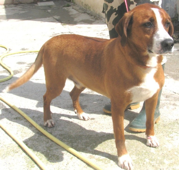 Questo è Poldo, cane sincero Questo è Poldo, cane sincero