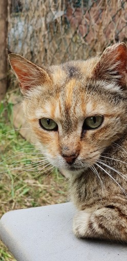 Savona: se ne va Prugnetta, la mascotte dell'Oasi Felina Protetta "Andrea Delfino"