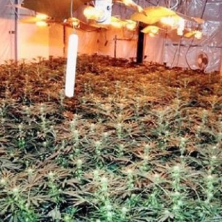 Coltivava marijuana accanto ai fiori: arrestato agricoltore di Ceriale