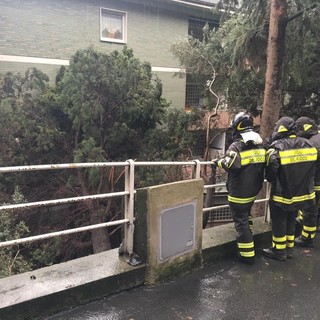 Attimi di paura a Varazze: un pino si abbatte sulla facciata di una palazzina