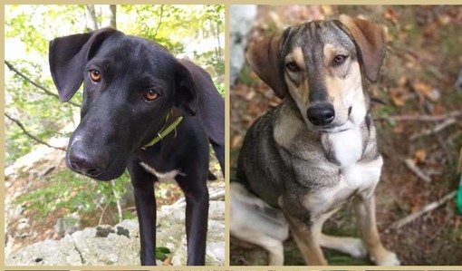 Albenga: Flavio e Selina cercano casa