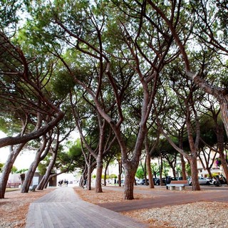 Ceriale in prima linea nella tutela del verde pubblico