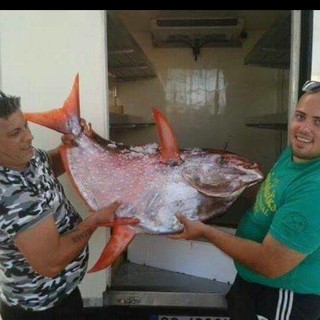 Un raro e inconsueto pesce re catturato al largo del Mar Ligure