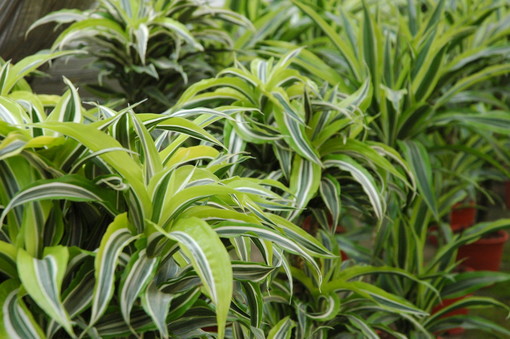 Continuano senza sosta i controlli fitosanitari in tutta la Liguria Continuano senza sosta i controlli fitosanitari in tutta la Liguria