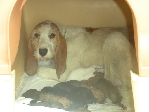 A Varazze un corso sulla comunicazione del cane e sulla corretta gestione del cucciolo