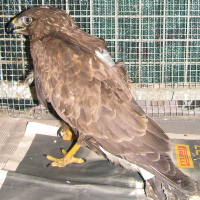 L'Odissea di una poiana: bracconiere spara, ENPA ripara