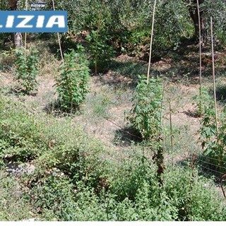 Alassio, da una lite per l'affitto alla scoperta di una coltivazione di marijuana: arrestato un 63enne
