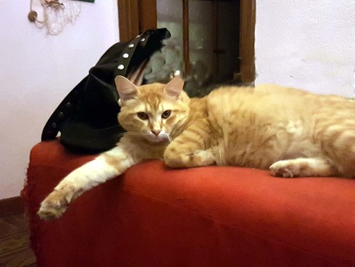 Smarrito gatto marrone ad Alassio