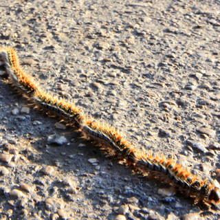 Arriva la primavera, attenzione alla processionaria, pericolosa sopratutto per gli amici a 4 zampe