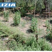 Alassio, da una lite per l'affitto alla scoperta di una coltivazione di marijuana: arrestato un 63enne Alassio, da una lite per l'affitto alla scoperta di una coltivazione di marijuana: arrestato un 63enne