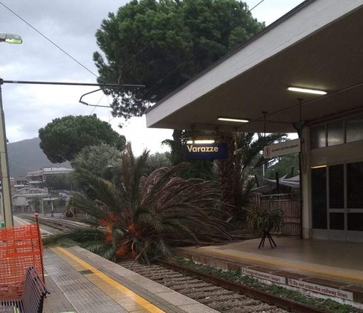 Varazze, crolla una palma alla stazione ferroviaria (FOTO) Varazze, crolla una palma alla stazione ferroviaria (FOTO)