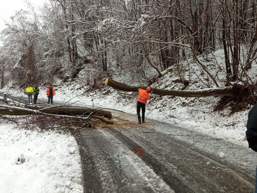 Plodio: la neve fa cadere rami e piante, la Protezione civile libera le strade (FOTO e VIDEO)