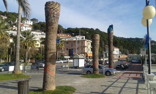 Andora, rischio caduta per 14 palme: il sindaco firma l'ordinanza di abbattimento Andora, rischio caduta per 14 palme: il sindaco firma l'ordinanza di abbattimento