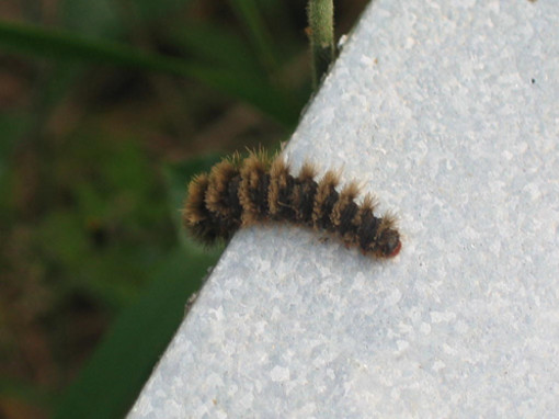 Loano torna a lottare contro la processionaria Loano torna a lottare contro la processionaria
