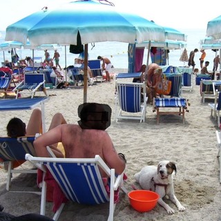 Pietra, la denuncia di Enpa: "Troppe poche aree pubbliche accessibili ai cani"