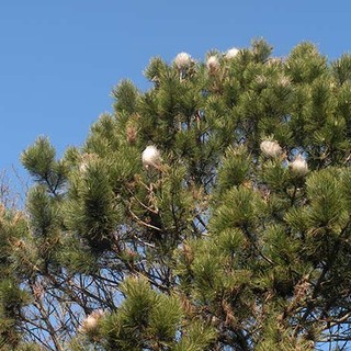 Borghetto lancia la lotta alla processionaria del pino