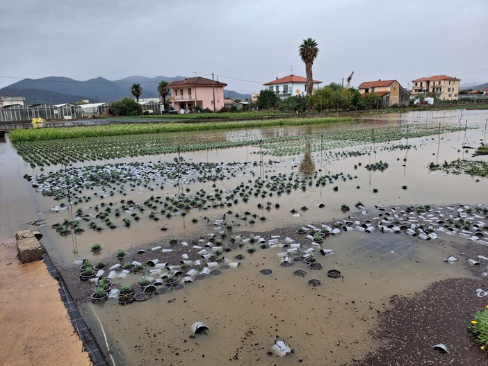 Albenga, il maltempo colpisce ancora il florovivaismo: campi allagati e piante a rischio (FOTO) Albenga, il maltempo colpisce ancora il florovivaismo: campi allagati e piante a rischio (FOTO)