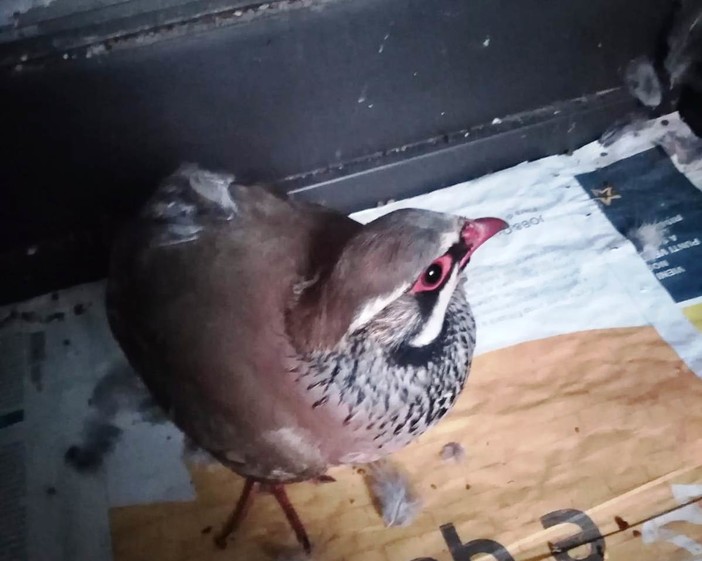 Savona, una pernice rossa recuperata dai volontari della Protezione Animali Savona, una pernice rossa recuperata dai volontari della Protezione Animali