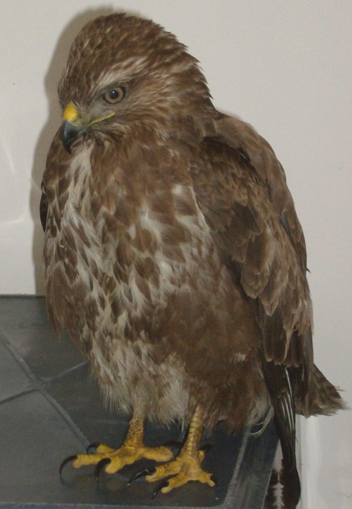 Nel 2010 l'Enpa ha soccorso oltre 11 mila animali selvatici Nel 2010 l'Enpa ha soccorso oltre 11 mila animali selvatici
