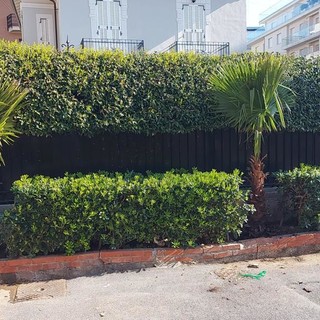 Alassio, 20 nuove palme nel viale omonimo (FOTO)