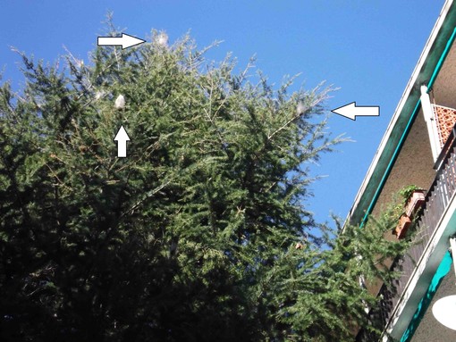 Gambaretto: "Emergenza processionaria ad Albisola"