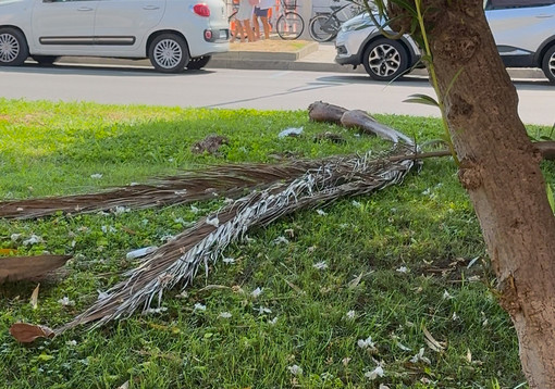 Albenga, il consigliere Podio sulla passeggiata a mare: "Un vero handicap rispetto alle città vicine" Albenga, il consigliere Podio sulla passeggiata a mare: "Un vero handicap rispetto alle città vicine"