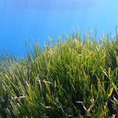 Ambiente, è allarme per la posidonia oceanica al largo di Noli: "E' in drastica regressione"