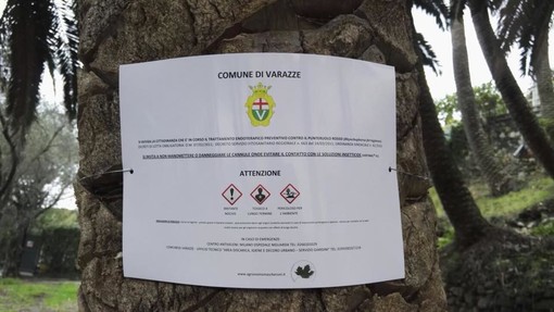 Varazze dichiara guerra al punteruolo rosso: al via un trattamento preventivo su 50 palme "Phoenix Canariensis" (VIDEO)