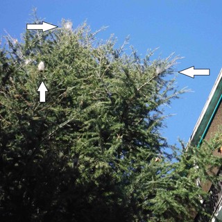 Gambaretto: "Emergenza processionaria ad Albisola"