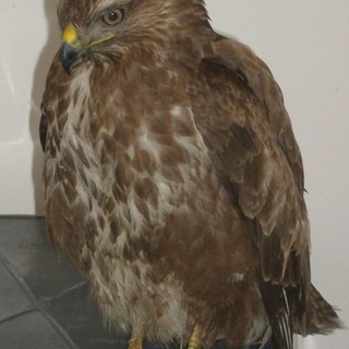 Nel 2010 l'Enpa ha soccorso oltre 11 mila animali selvatici