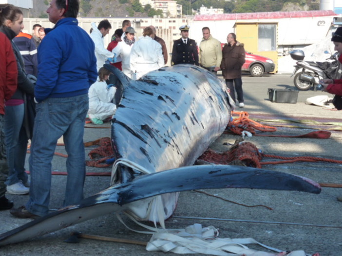 Dove andava la balena? E ora, cosa se ne fanno? (le foto) Dove andava la balena? E ora, cosa se ne fanno? (le foto)