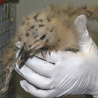 Il gabbiano neonato prigioniero nel tombino