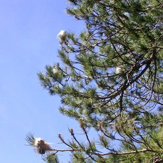 Processionaria del pino, ad Alassio scatta l'ordinanza rivolta a tutti i proprietari di terreni e aree verdi