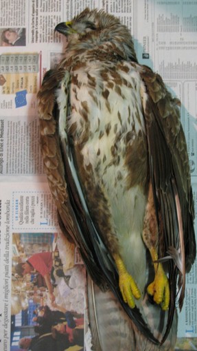 Grave atto di bracconaggio a Valleggia. Enpa: poiana uccisa per imbalsamazione e vendita Grave atto di bracconaggio a Valleggia. Enpa: poiana uccisa per imbalsamazione e vendita