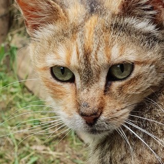 Savona: se ne va Prugnetta, la mascotte dell'Oasi Felina Protetta "Andrea Delfino"