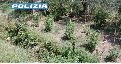 Alassio, da una lite per l'affitto alla scoperta di una coltivazione di marijuana: arrestato un 63enne Alassio, da una lite per l'affitto alla scoperta di una coltivazione di marijuana: arrestato un 63enne