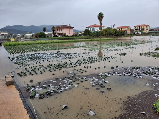 Albenga, il maltempo colpisce ancora il florovivaismo: campi allagati e piante a rischio (FOTO) Albenga, il maltempo colpisce ancora il florovivaismo: campi allagati e piante a rischio (FOTO)